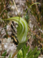 Pterostylis decurva
