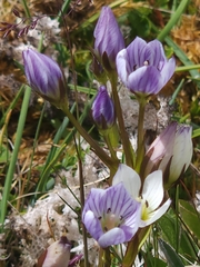 Gentianella diemensis