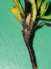 Gentianella diemensis