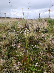 Prasophyllum mimulum