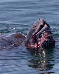 Dermochelys coriacea