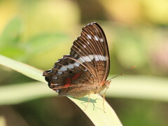Anartia fatima colima
