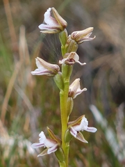 Prasophyllum mimulum