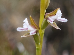 Prasophyllum mimulum