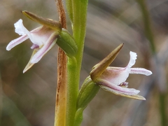Prasophyllum mimulum