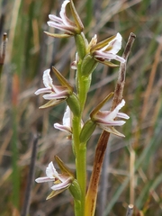 Prasophyllum mimulum