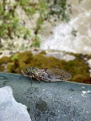 Amphipsalta zelandica