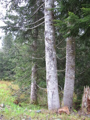 Abies amabilis