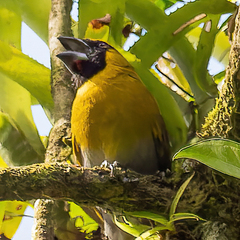 Caryothraustes poliogaster