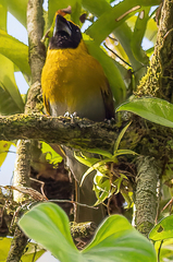 Caryothraustes poliogaster