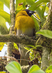 Caryothraustes poliogaster