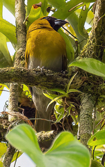 Caryothraustes poliogaster