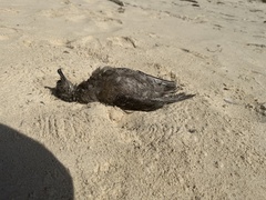 Ardenna tenuirostris