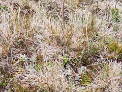 Argyrotegium poliochlorum