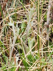 Argyrotegium poliochlorum