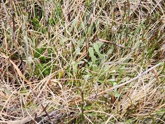 Argyrotegium poliochlorum