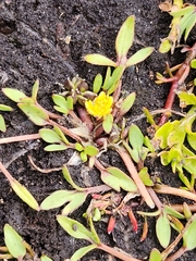 Ranunculus triplodontus