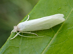 Tipanaea patulella