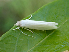 Tipanaea patulella