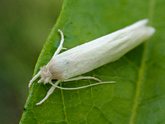 Tipanaea patulella