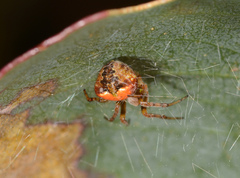 Araneus albotriangulus