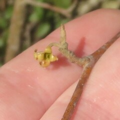 Hamamelis virginiana
