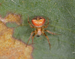 Araneus albotriangulus