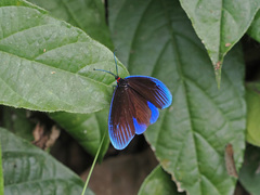 Pompelon marginata
