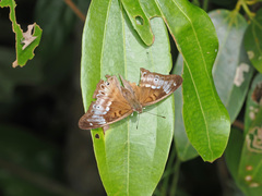 Eulaceura osteria