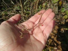 Hamamelis virginiana