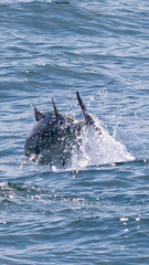 Thunnus