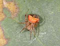 Araneus albotriangulus