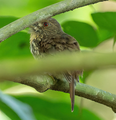 Malacoptila panamensis