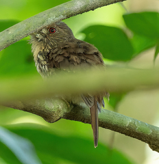 Malacoptila panamensis