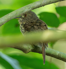 Malacoptila panamensis