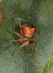 Araneus albotriangulus