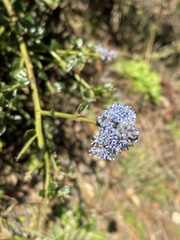 Ceanothus thyrsiflorus thyrsiflorus