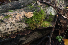 Phellinopsis conchata