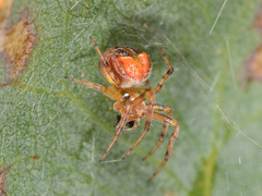 Araneus albotriangulus