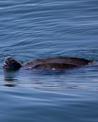 Dermochelys coriacea