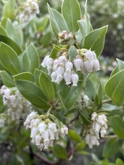 Arctostaphylos virgata