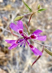 Clarkia xantiana parviflora