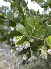 Arctostaphylos virgata