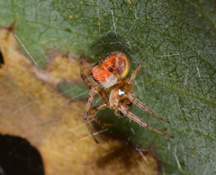 Araneus albotriangulus