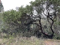 Arctostaphylos virgata