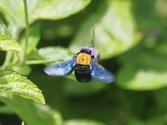Xylocopa aestuans
