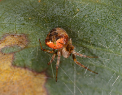 Araneus albotriangulus