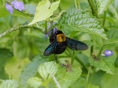 Xylocopa aestuans