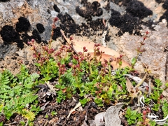 Gonocarpus serpyllifolius