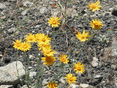 Eriophyllum